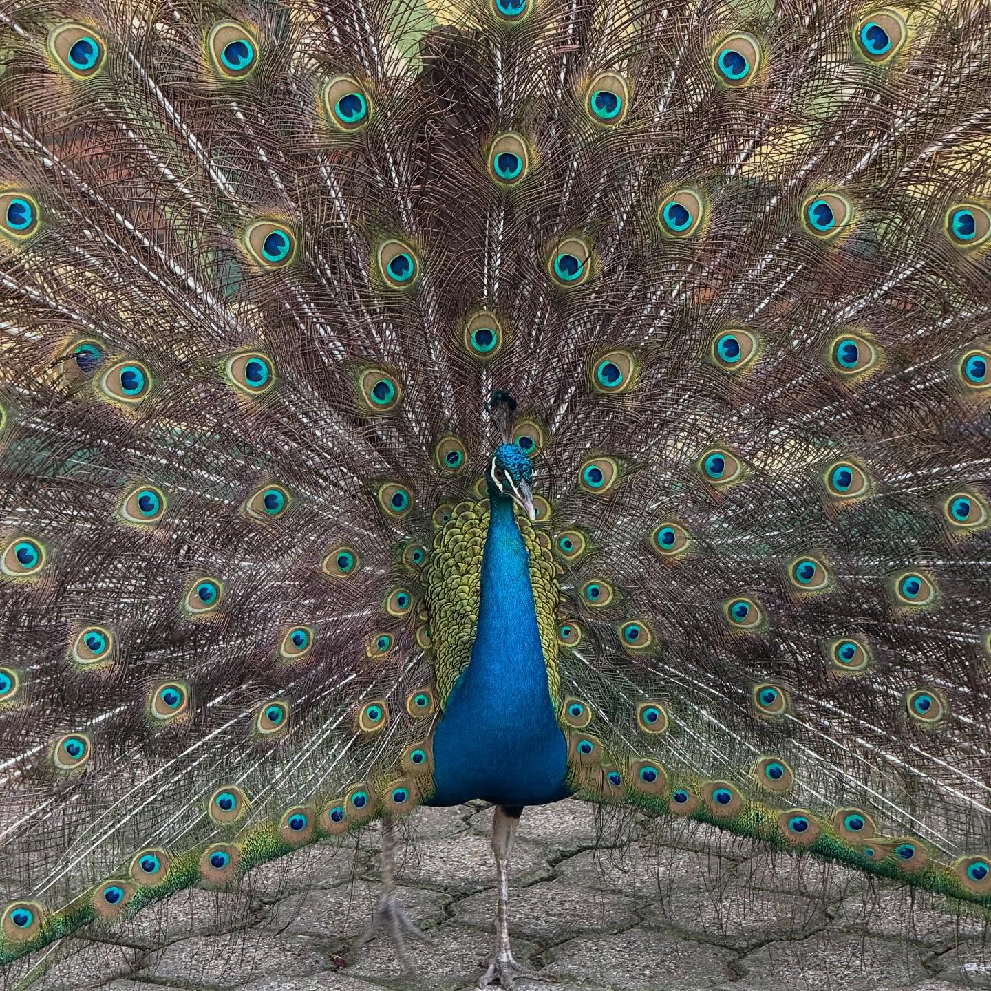 Instagram post: Birds and snapshots from Cartagena, Colombia 🇨🇴